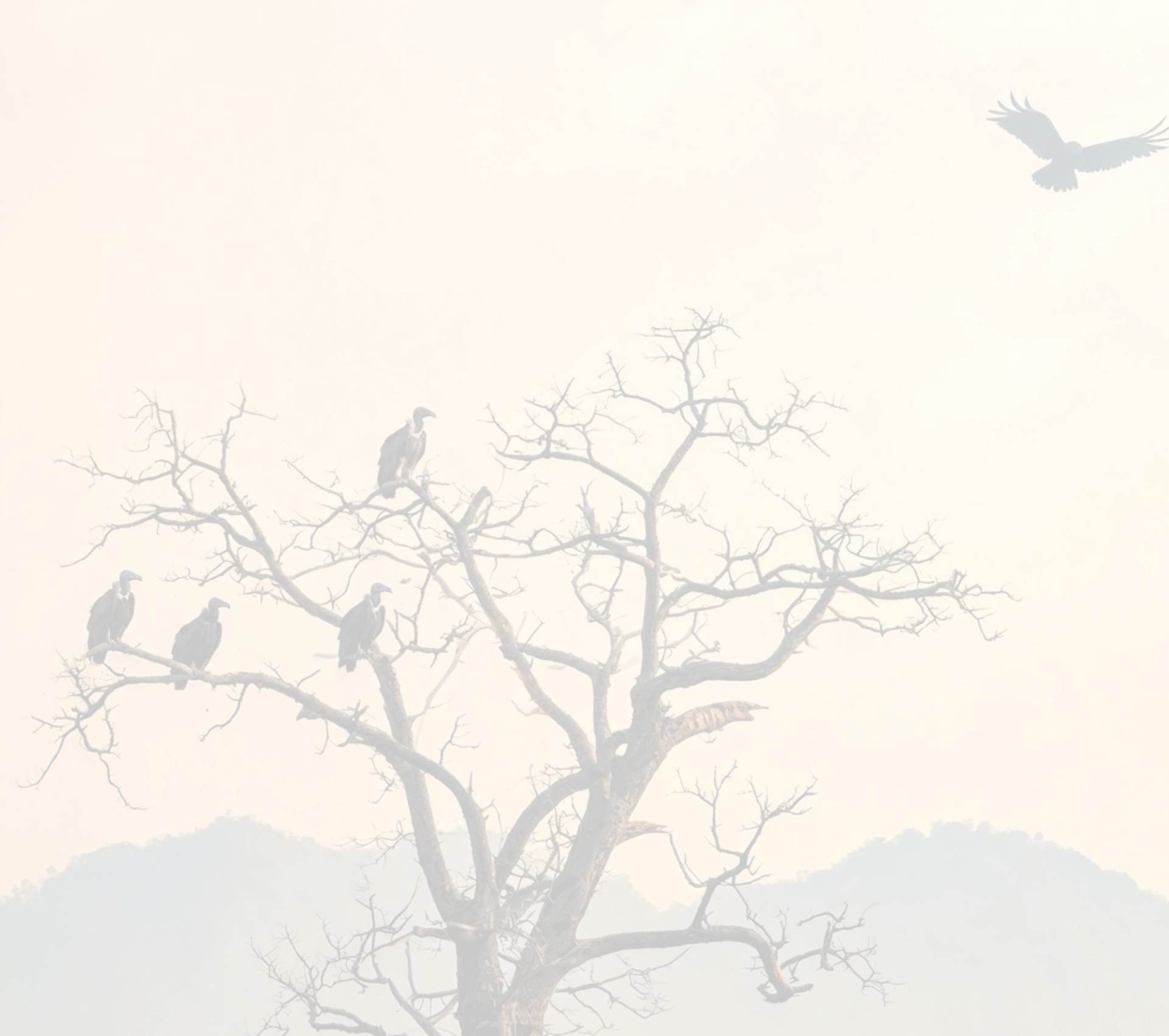 Vultures resting in a tree