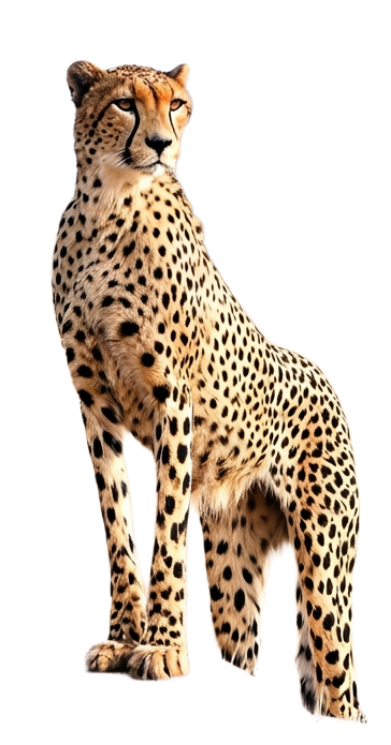Cheetah