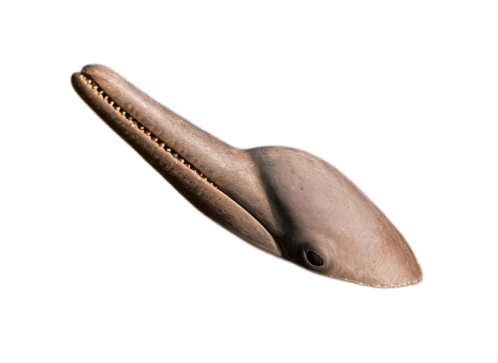 Ganges River Dolphin