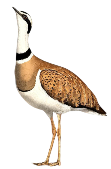 The Great Indian Bustard